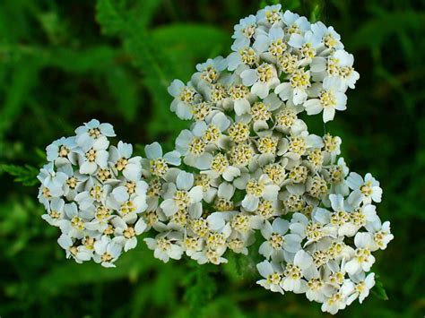 Achillea Millefolium Common Yarrow World Of Flowering Plants