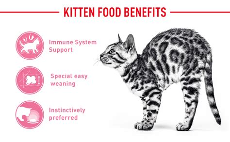 Royal Canin Second Age Kittens Food Kg Buy Online At Best Price