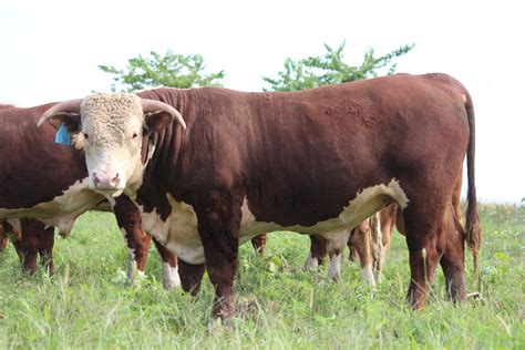 Circle Y Herefords Bulls For Sale