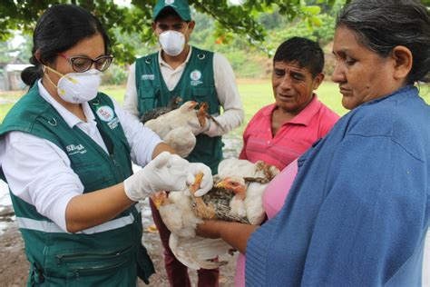 Junín Senasa vacuna aves en comunidades nativas para prevenir