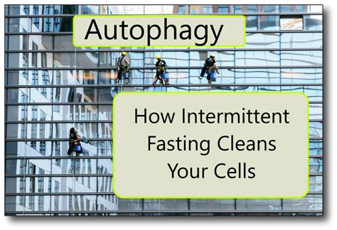 Intermittent Fasting For Autophagy And Cellular Repair Guide - Healty Tips
