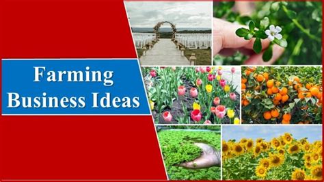 Top Most Profitable Farming In India