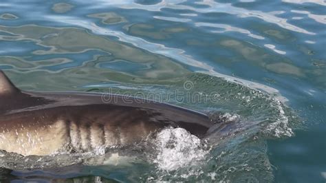 Great White Shark Shark Attacks The Bait Slow Motion Scientific Name