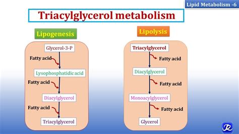 6: Triacylglycerol Metabolism | Lipid Metabolism-6 | Biochemistry | N ...