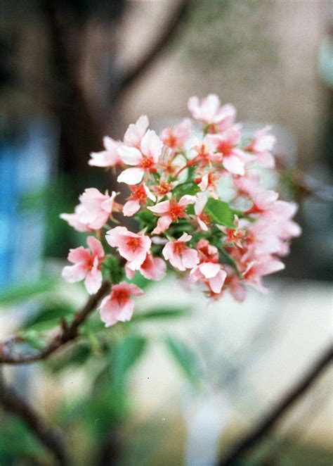 11 Minolta 35 70 Mm F3 5 Lens By Harman Phoenix 200 Film Flickr