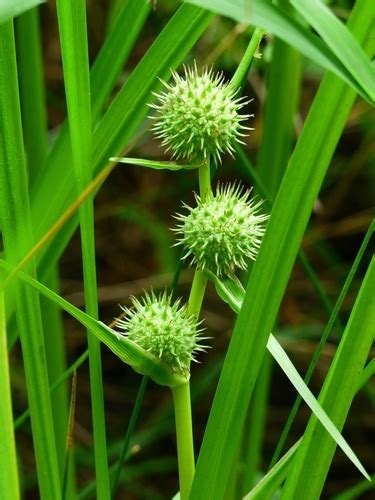 American Bur Reed Lee County Sc Vascular Plants Inaturalist