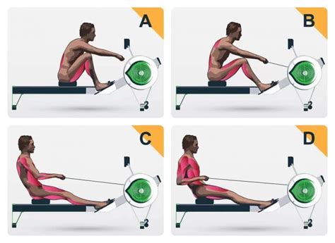 What Muscles Does Rowing Not Work Out? | Rowing Crazy