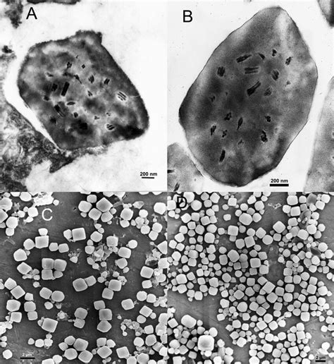 Ultrastructural Characterization Of Plxymnpvlbiv 11 As Compared With Download Scientific