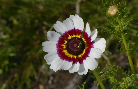 Kronenwucherblume Glebionis Coronaria Auf Einer Brache I Flickr