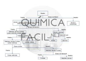 Análisis de carbohidratos Manual de laboratorio Quimicafacil net