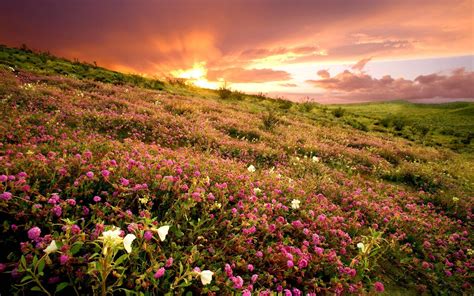 Flower Field Wallpapers - Wallpaper Cave