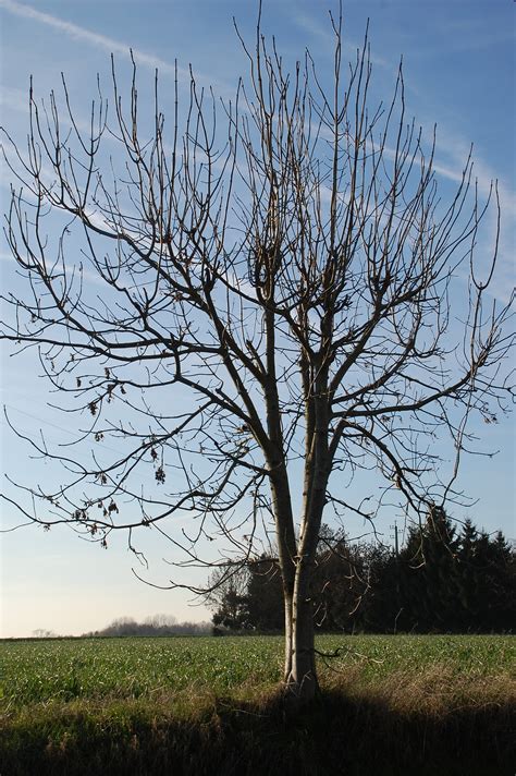 Free Images Landscape Tree Nature Grass Branch Blossom Winter Sky Meadow Leaf Flower