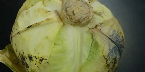 How To Tell If Cabbage Is Bad Cully S Kitchen