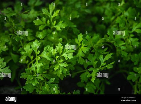 Green Cress Salad Plants Top View Close Up Macro Microgreen Growing