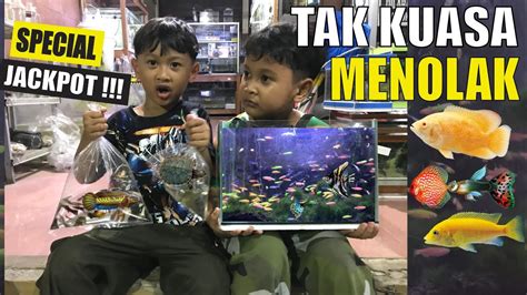 Akhir Bahagia Bawa Pulang Decorative Fish Mini Megatank Turtle