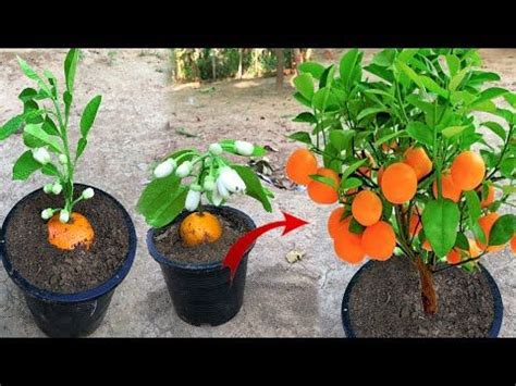 Technique Planting Best Way To Grow Orange Tree From Orange Work