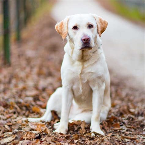 Labrador Retriever Caractéristiques Prédispositions