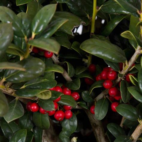 Where to buy Dwarf Burford Holly | Compare Prices | Top Rated Nurseries