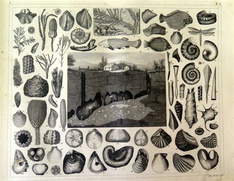 Antique Fossils And Animals Of Prehistory Engraving 1849 Etsy