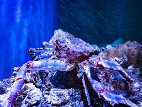 Requesting More King Crab Content: Other Aquarium Animals? - Zoo Guide