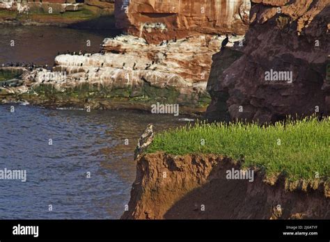 An Immature Bald Eagle Rests On A Cliff At Cape Tryon Prince Edward