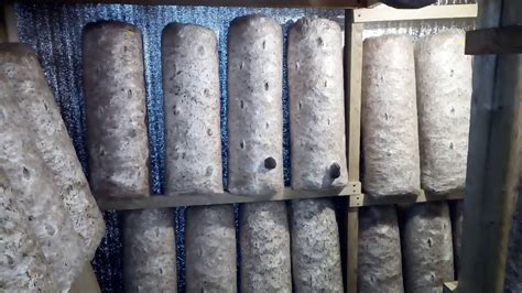 Грибное помещение. Выращивание вешенки в домашних условиях. - YouTube