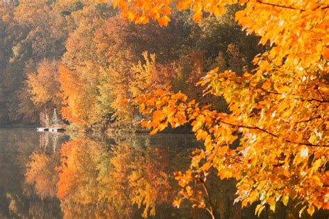 fall foliage rockville maryland - Sea of Blush