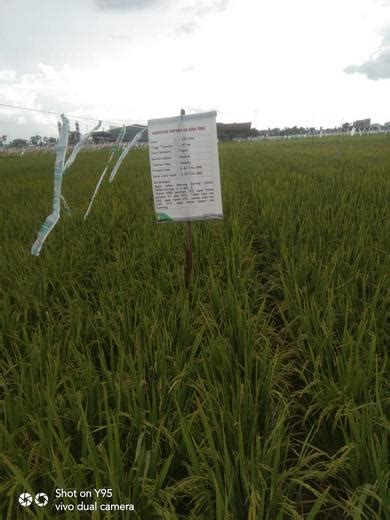 Teknologi Budidaya Padi Green Super Rice Di Lahan Tadah Hujan