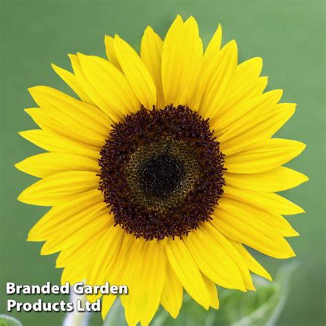 Sunflower Carmel F1 Seeds Van Meuwen