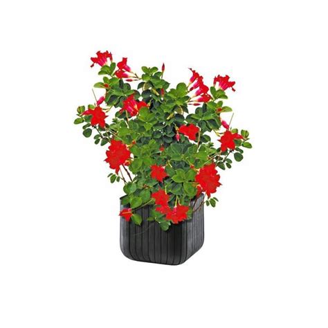 Keter Doniczka Donica Cube Planter M Antracyt Erli Pl