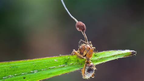 Zombie-Ant Fungus & Beyond: Nature's Creepiest Fungi - The 🍄 Mushroom ...