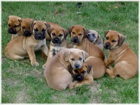 Pure Bred Boerboel Puppies For Sale