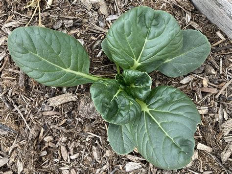 Tatsoi Mustard Oriental Greens White Harvest Seed Company