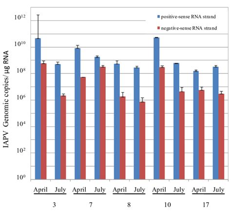 Iapv Replication In Honey Bee Samples From Ccd Colonies Number Of