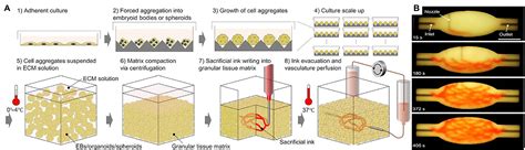 Frontiers D Bioprinting Of Vascularized Tissues For In Vitro And In