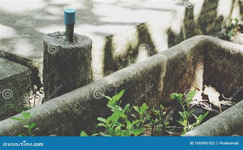 Old Water Pipe Stock Photo Image Of Water Tree Pipe 100495702