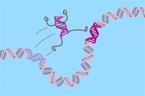 How Cross Species Jumping Genes Might Have Driven Our Evolution