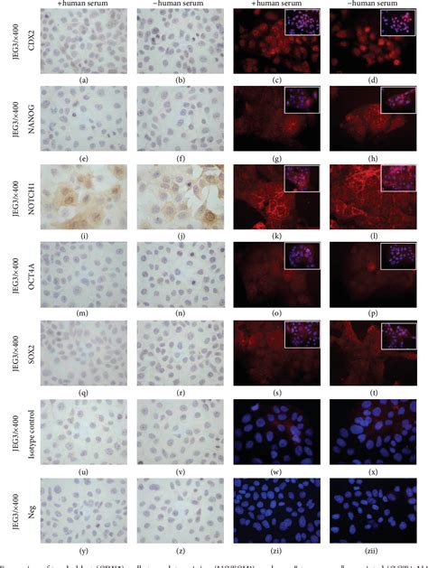 Figure 4 From HTR8 SVneo Cells Display Trophoblast Progenitor Cell Like