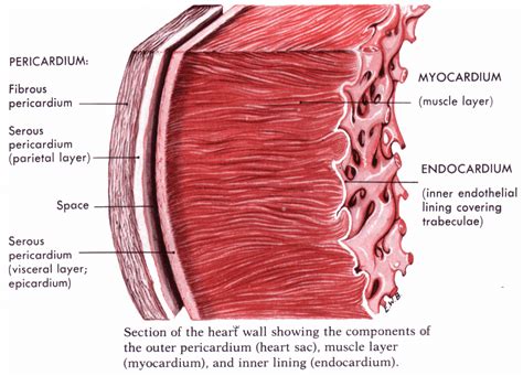 Diagram Of Human Heart And Blood Circulation In It New Health Advisor