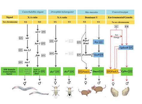 Working Model For Sex Determination In The Pacific Oyster Crassostrea