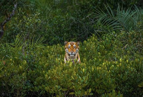 Meet The Winners Of The Mangrove Photography Awards 2023 Mangrove