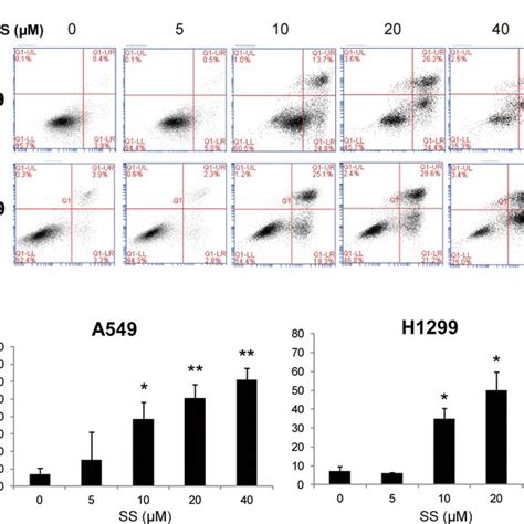 Induction Of Apoptosis By Ss In A549 And H1299 Cells A Flow Cytometric