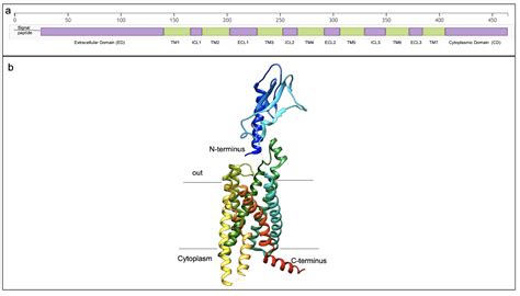 PDB-101: Diabetes Mellitus: Diabetes Mellitus: undefined: GLP-1 Receptor