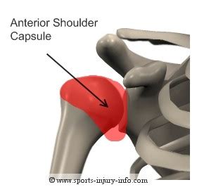 Shoulder Ligaments - Sports Injury Info