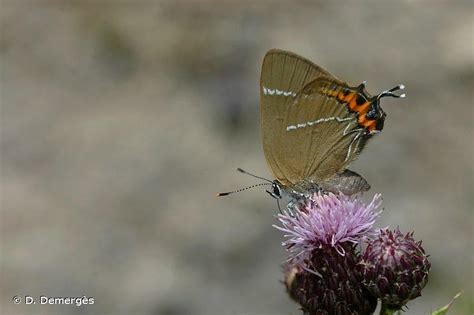 Th Cla De L Orme La Satyrium W Album Biodiv Pays De La Loire