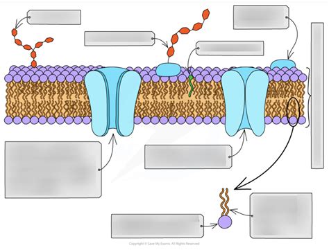 Cell Membranes Diagram Quizlet