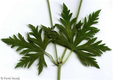 Geranium pratense kakost luční Pladias Database of the Czech flora