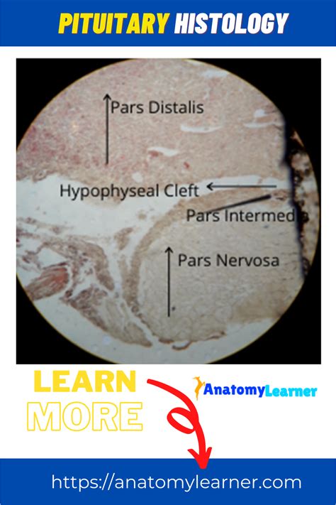 Pituitary Gland Microscope Labeled