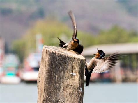 birds visit a perch | Smithsonian Photo Contest | Smithsonian Magazine