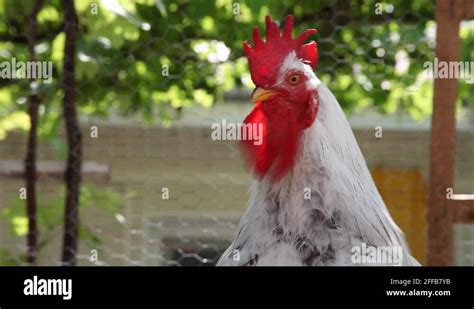 portrait chicken rooster stock  footage hd   video clips